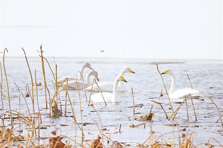 宁夏黄河湿地：鸟儿的诗意栖居地(图2)