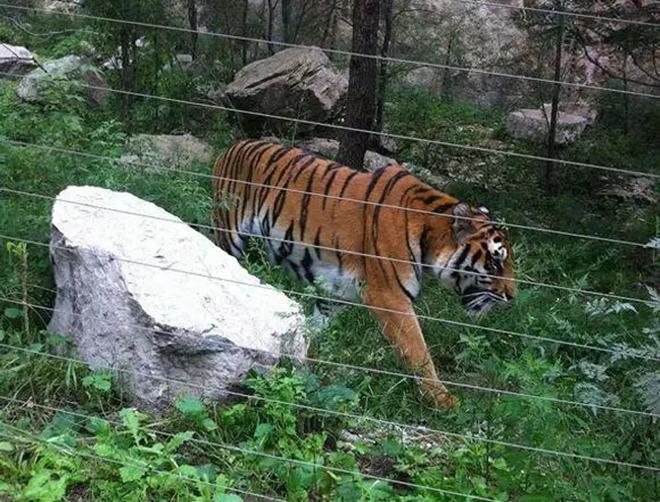 超额完成“老虎数量翻倍”目标尼泊尔烦恼：要不送给其他国家？(图1)