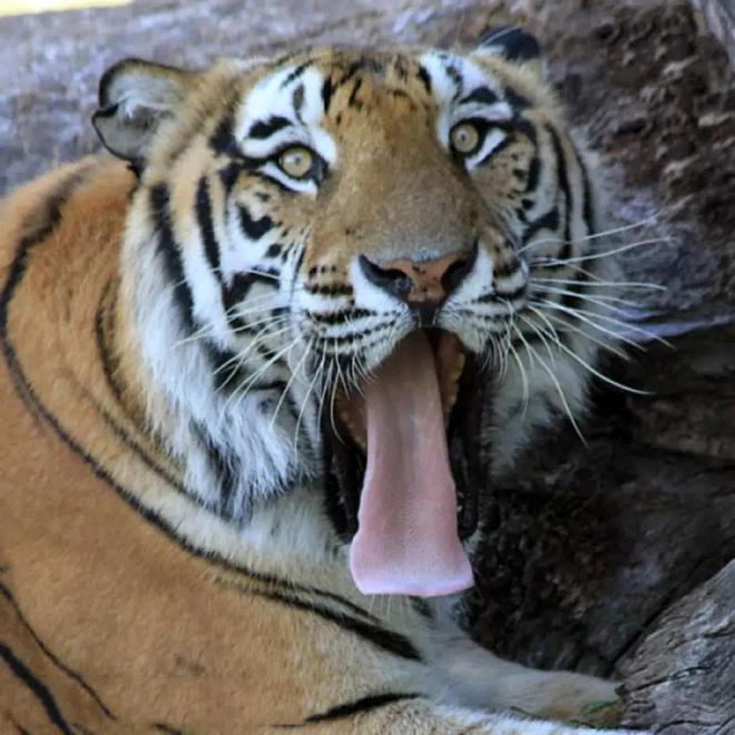 超额完成“老虎数量翻倍”目标尼泊尔烦恼：要不送给其他国家？(图7)