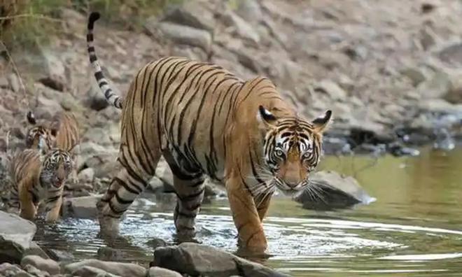 超额完成“老虎数量翻倍”目标尼泊尔烦恼：要不送给其他国家？(图5)