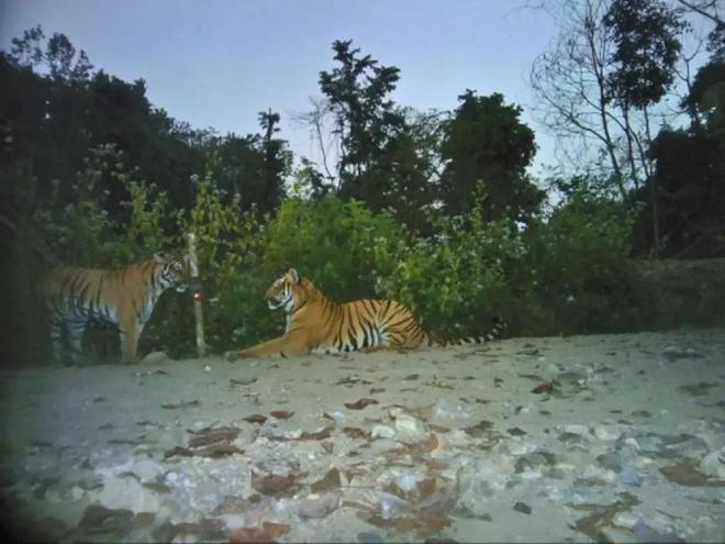 超额完成“老虎数量翻倍”目标尼泊尔烦恼：要不送给其他国家？(图12)