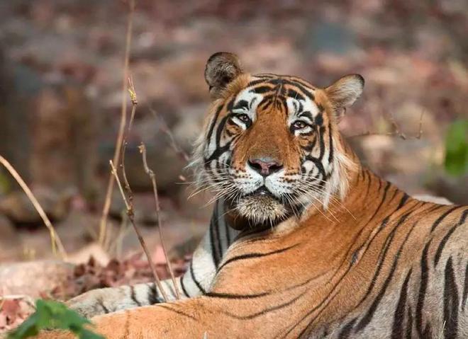 超额完成“老虎数量翻倍”目标尼泊尔烦恼：要不送给其他国家？(图10)