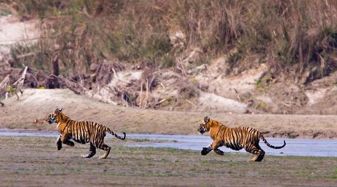 超额完成“老虎数量翻倍”目标尼泊尔烦恼：要不送给其他国家？(图11)