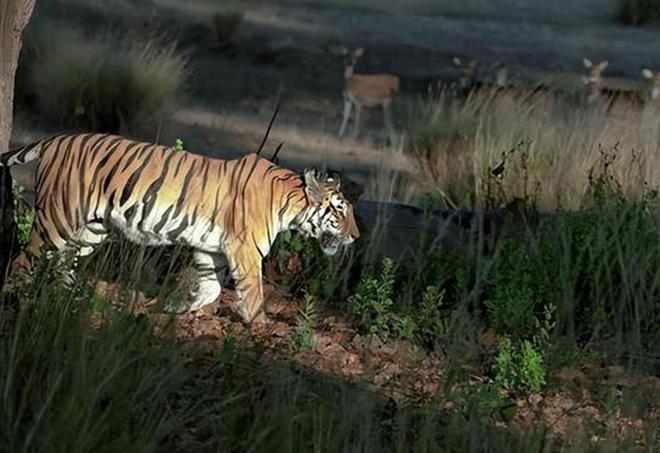超额完成“老虎数量翻倍”目标尼泊尔烦恼：要不送给其他国家？(图18)