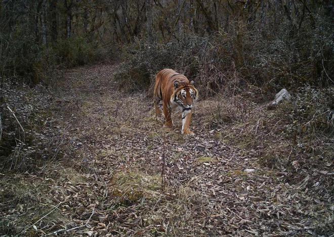 超额完成“老虎数量翻倍”目标尼泊尔烦恼：要不送给其他国家？(图17)