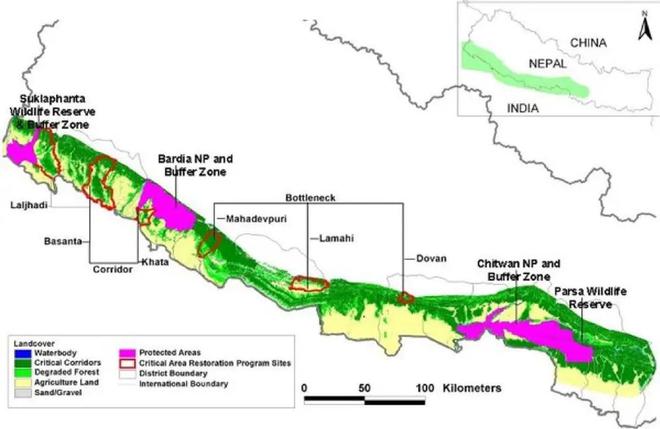 超额完成“老虎数量翻倍”目标尼泊尔烦恼：要不送给其他国家？(图14)