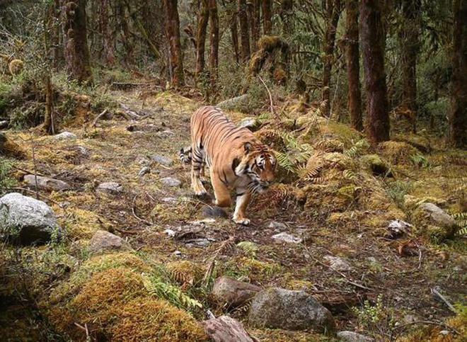 超额完成“老虎数量翻倍”目标尼泊尔烦恼：要不送给其他国家？(图15)