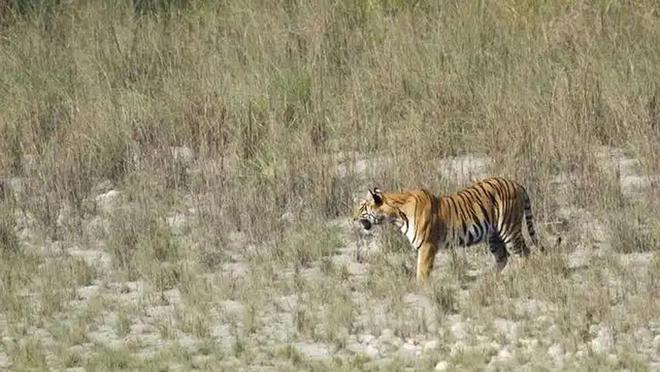 超额完成“老虎数量翻倍”目标尼泊尔烦恼：要不送给其他国家？(图20)