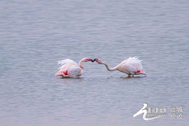 运城盐湖：火烈鸟的“生态家园”(图1)