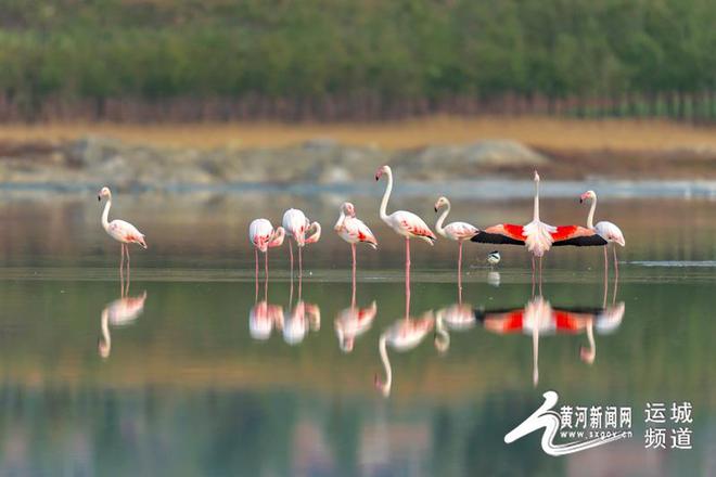 运城盐湖：火烈鸟的“生态家园”(图2)