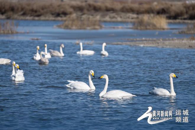 运城盐湖：火烈鸟的“生态家园”(图4)