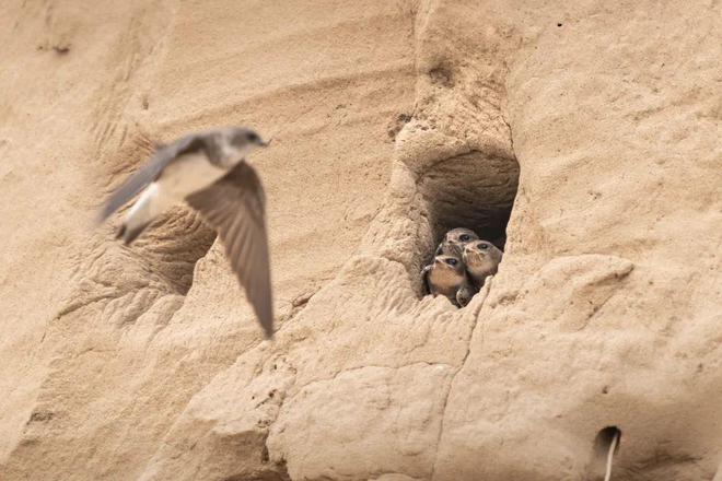 一篇彻底了解：原来你是这样的自然之友野鸟会！(图9)