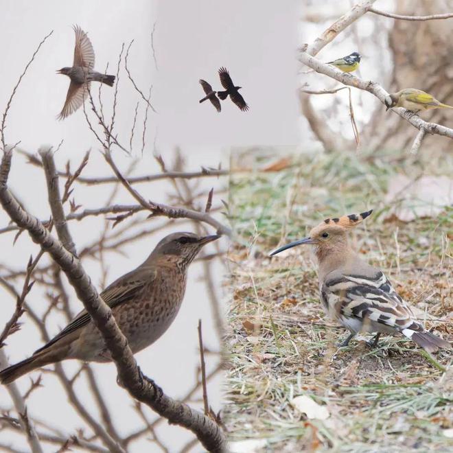一篇彻底了解：原来你是这样的自然之友野鸟会！(图2)