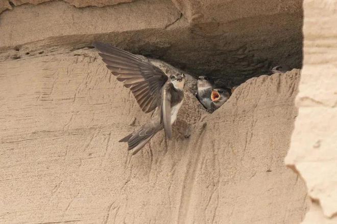 一篇彻底了解：原来你是这样的自然之友野鸟会！(图10)