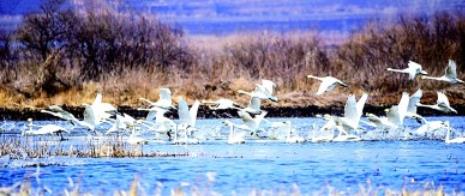 停伐十年 林区端起生态“饭碗”(图1)