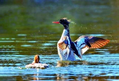 停伐十年 林区端起生态“饭碗”(图3)