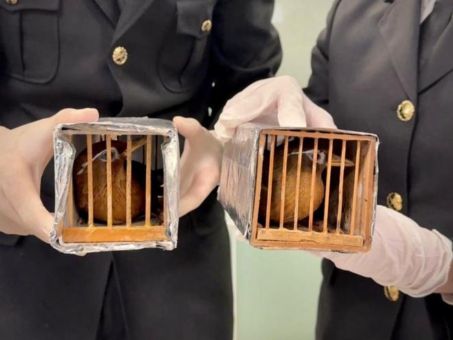 厦门海关查获6只国家二级保护动物画眉鸟(图3)