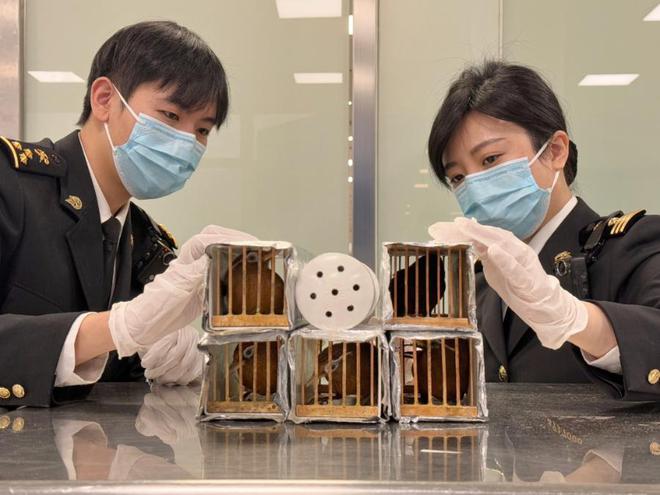 厦门海关查获6只国家二级保护动物画眉鸟(图2)