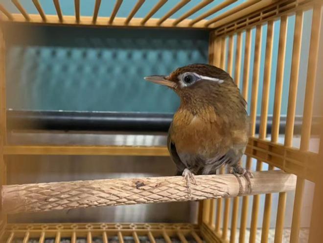 厦门海关查获6只国家二级保护动物画眉鸟(图1)