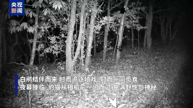 自由又惬意！解锁国家级自然保护区珍稀动物“生活图鉴”→(图2)