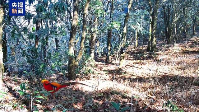 自由又惬意！解锁国家级自然保护区珍稀动物“生活图鉴”→(图1)