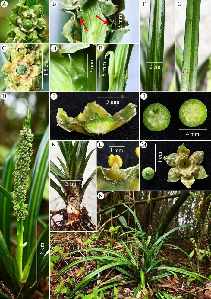 桂林又发现新物种！(图1)