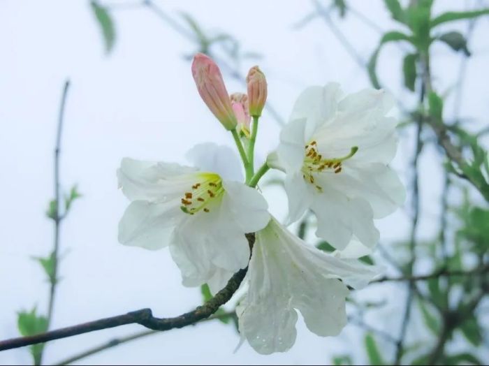 桂林又发现新物种！(图2)