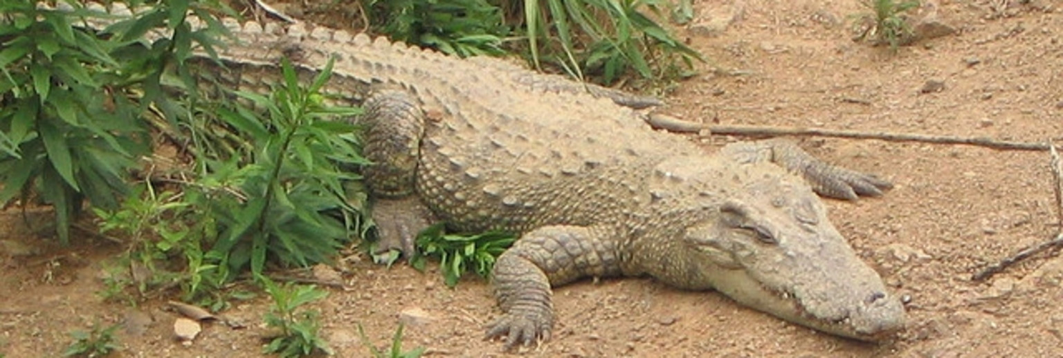 最新保护濒危动物宣传方案(七篇)(图1)