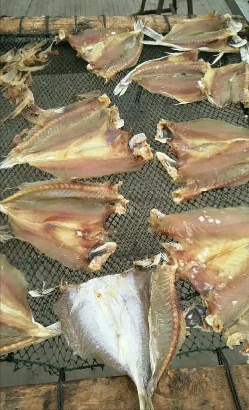 2024年甘肃查获38条鱼干鉴定为“接骨丹”晒鱼干为何罚款判刑(图2)