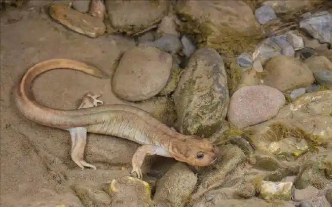 2024年甘肃查获38条鱼干鉴定为“接骨丹”晒鱼干为何罚款判刑(图11)