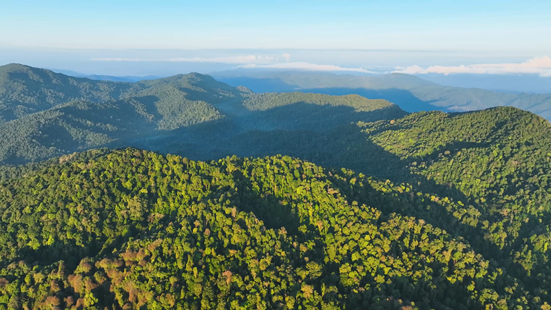 在西双版纳开启珍稀动植物的守护篇章(图1)