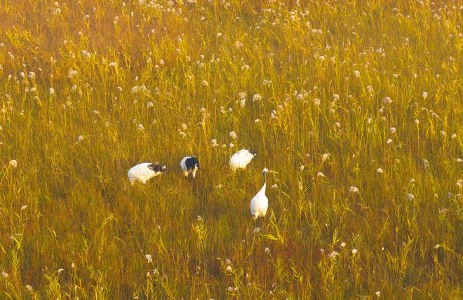 联动｜归途——丹顶鹤的家(图5)