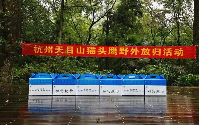珍稀物种组团“打卡”！揭秘背后临安的暖心守护！(图3)