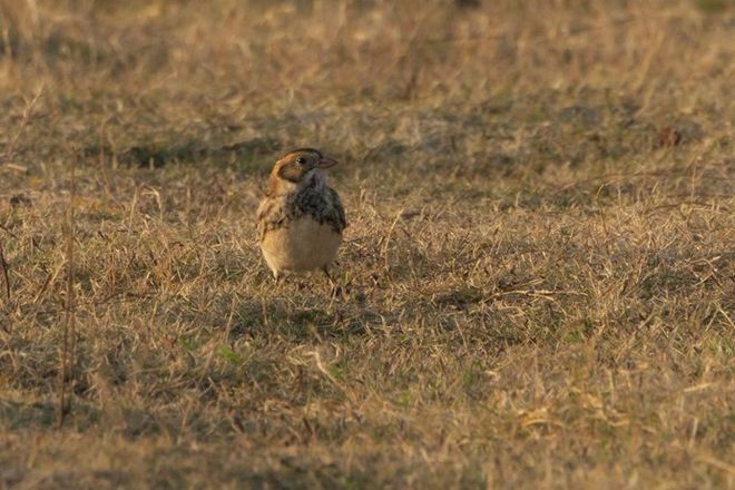 珍稀物种组团“打卡”！揭秘背后临安的暖心守护！(图7)