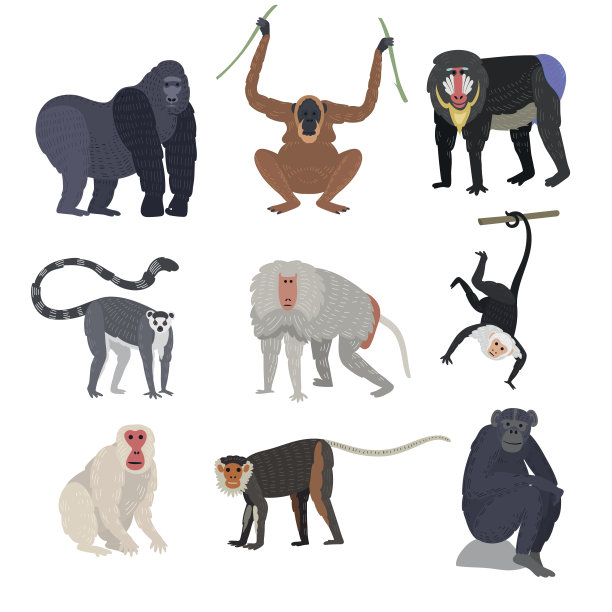 全球濒危动物排行榜TOP10（2024年濒危动物名单）(图1)