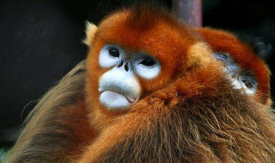 中国十大濒危国宝级野生动物排名(图7)