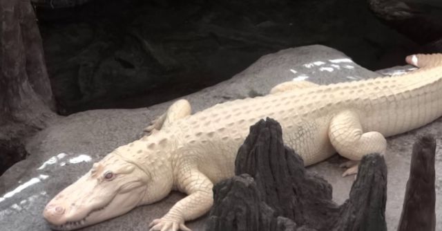 全球稀有的4种动物白色鳄鱼比熊猫还珍贵天下乌鸦不全是黑的(图2)