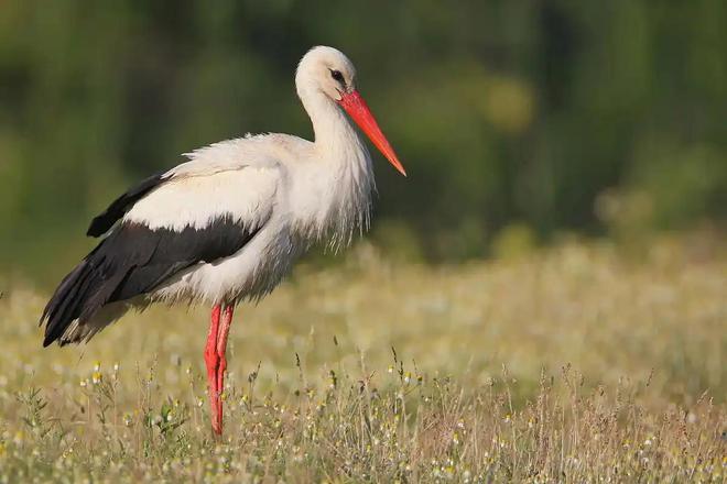 2024年江苏一只大鸟双腿被平整绞断坚持向巢穴爬行五米(图7)