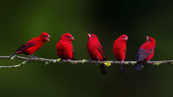 企业家思维成就“世界鸟王” 艾雅康和他的“鸟眼王国”(图7)