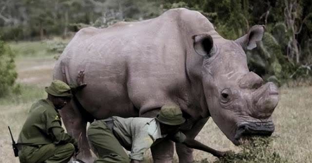 有这样一种动物全球仅剩一只特种部队24小时守护它(图2)