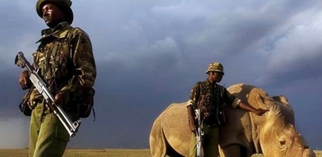 有这样一种动物全球仅剩一只特种部队24小时守护它(图3)