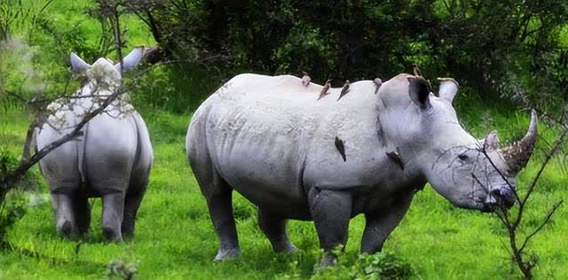 有这样一种动物全球仅剩一只特种部队24小时守护它(图1)