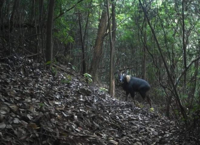 宁夏隆德发现“四不像”全身黑色颈披银鬃一双眼直勾勾盯着人(图1)