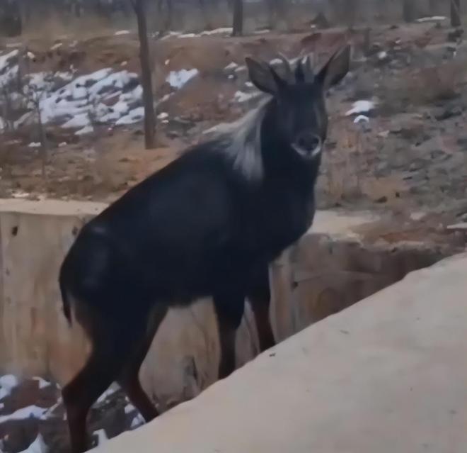 宁夏隆德发现“四不像”全身黑色颈披银鬃一双眼直勾勾盯着人(图3)