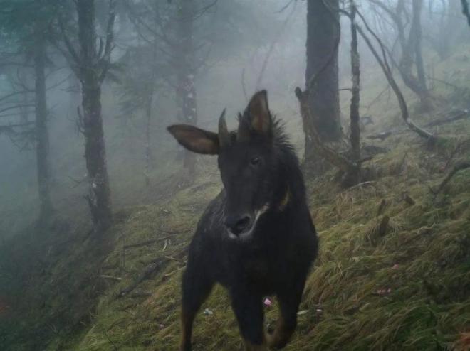 宁夏隆德发现“四不像”全身黑色颈披银鬃一双眼直勾勾盯着人(图4)