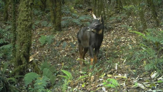 宁夏隆德发现“四不像”全身黑色颈披银鬃一双眼直勾勾盯着人(图5)