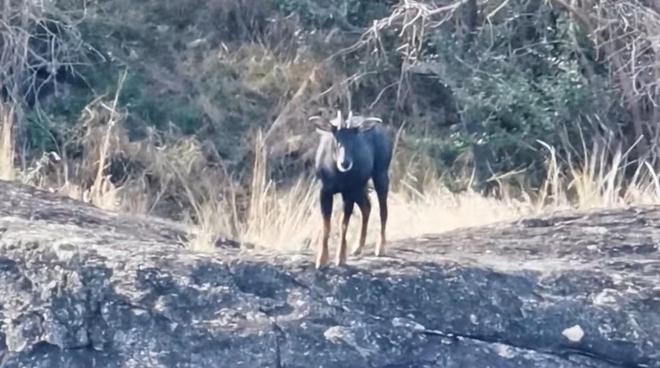 宁夏隆德发现“四不像”全身黑色颈披银鬃一双眼直勾勾盯着人(图7)