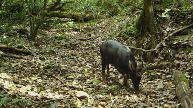 宁夏隆德发现“四不像”全身黑色颈披银鬃一双眼直勾勾盯着人(图6)