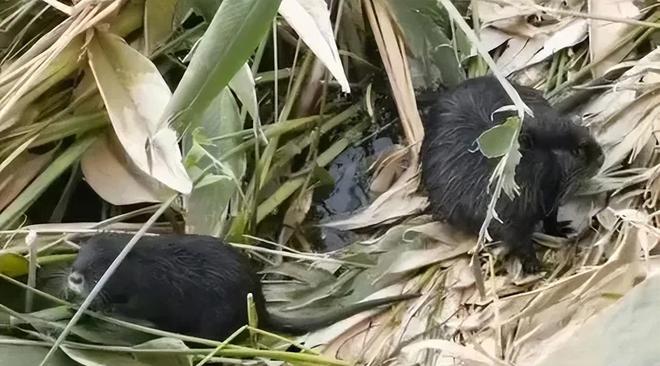 警报！上海多地发现“巨型老鼠”成群结队出现“一夜之间吃得干干净净”(图2)