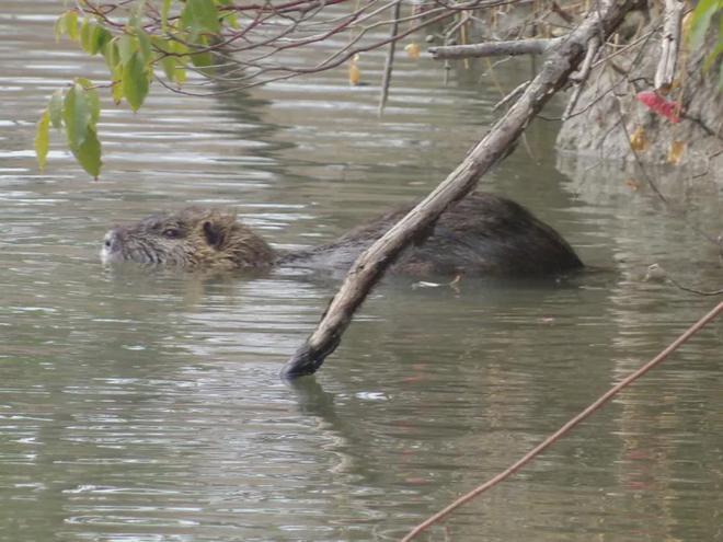警报！上海多地发现“巨型老鼠”成群结队出现“一夜之间吃得干干净净”(图1)